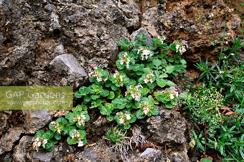 Teucrium pyrenaicum - Pyrenaen Germander poussant à l'état sauvage, Picos de Europa