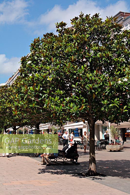 Magnolia grandiflora utilisé comme arbre de rue dans le sud de l'Europe