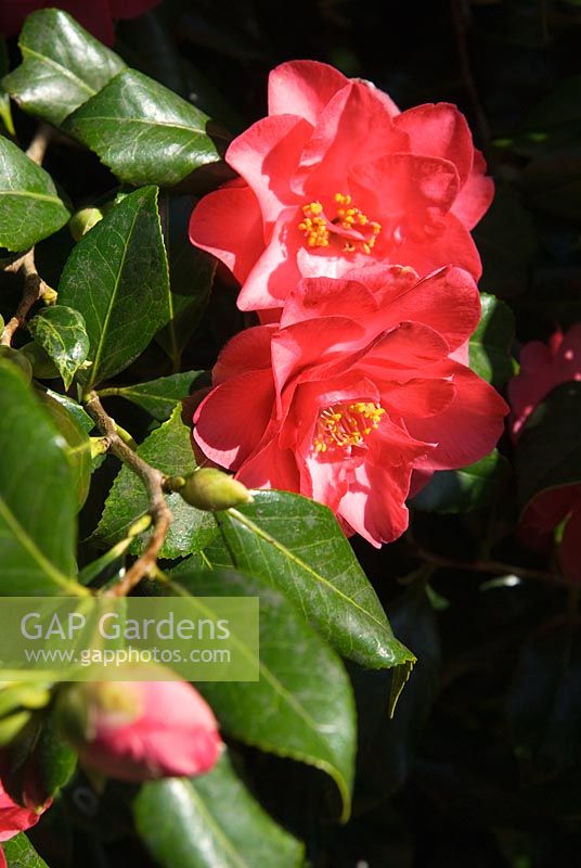 Camellia japonica 'Early Vansittart Pink' - RHS Wisley