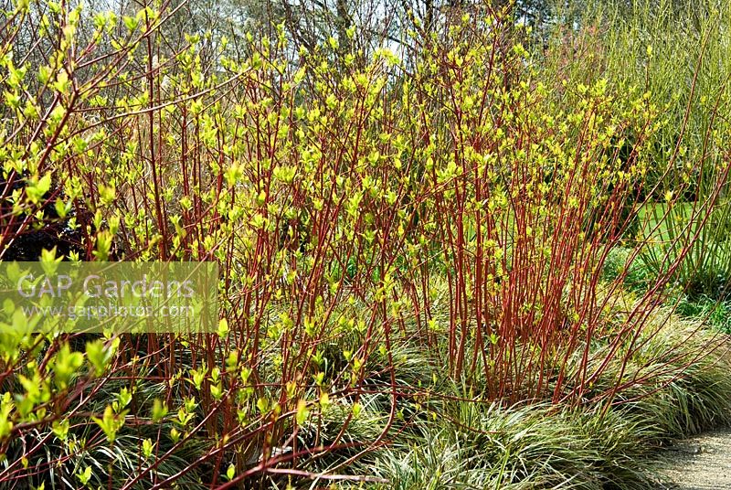 Cornus alba 'Sibirica variegata' planté de Carex morrowii 'Fisher's Form' - Sir Harold Hillier Gardens / Hampshire County Council