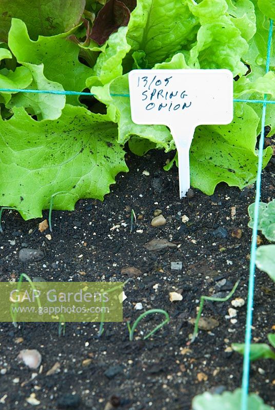 Parterre de fleurs surélevé divisé en système de parcelle de salade de pieds carrés, semé de laitue, de radis et d'oignons de printemps. Edmondsham House, Cranborne, Wimborne Minster, Dorset, Royaume-Uni