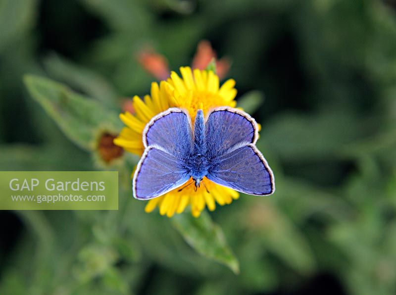 Papillon bleu commun - Polyommatus icarus sur Fleabane - Pulicaria dysenterica