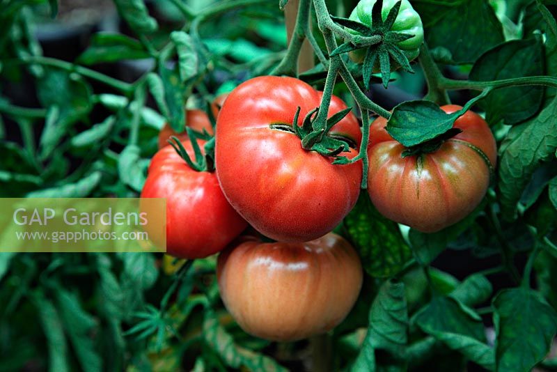 Lycopersicon esculentum - Tomate 'Libanaise d'Omar'