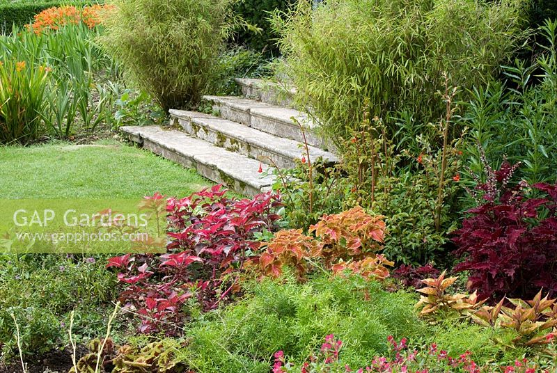 Étapes avec Phyllostachys - Bambou et parterres de fleurs avec Crocosmia, Coleus et Iresine à Kingston Maurward Gardens, Dorchester, Dorset