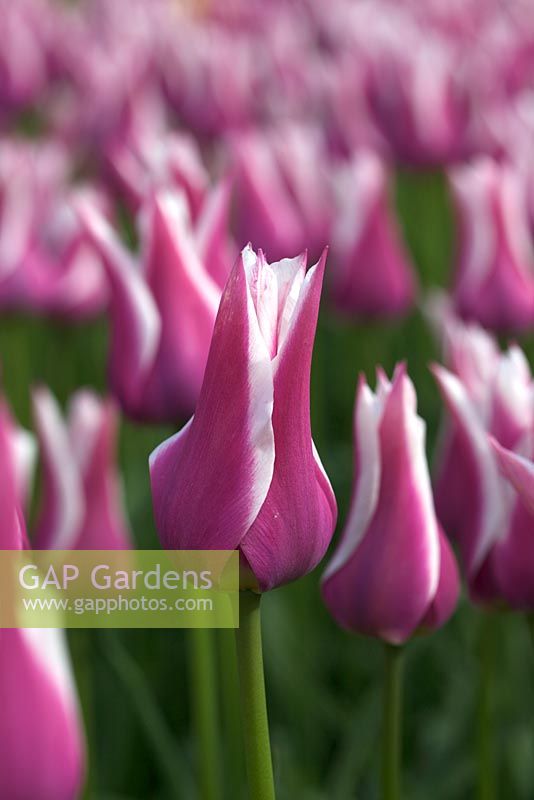 Tulipa 'Ballade' - Tulipe à fleurs de Lys