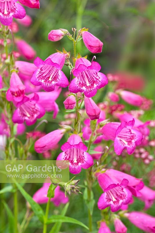 Penstemon 'Just Jayne' au Lilac Cottage NGS Gentleshaw, Staffordshire, Royaume-Uni, août