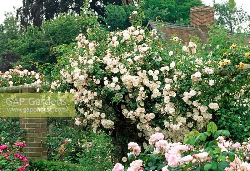 Rosa 'Adelaide D ' orleans' sur le mur du jardin du chalet