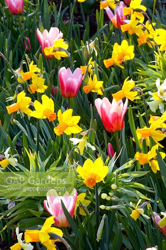 Tulipa 'Menton', Narcisse 'Jetfire' et Narcisse 'Jack Snipe'