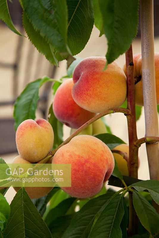 Peaches 'Avalon Pride' - RHS Hampton Court Palace Flower Show 2010
