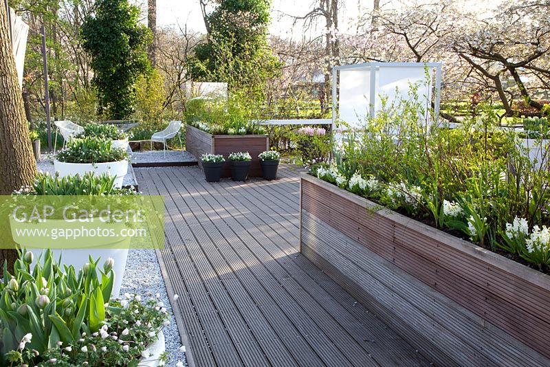 Terrasse en bois avec des pots de printemps mixtes d'Anémone blanda 'White Splendor' et Hyacinthus
