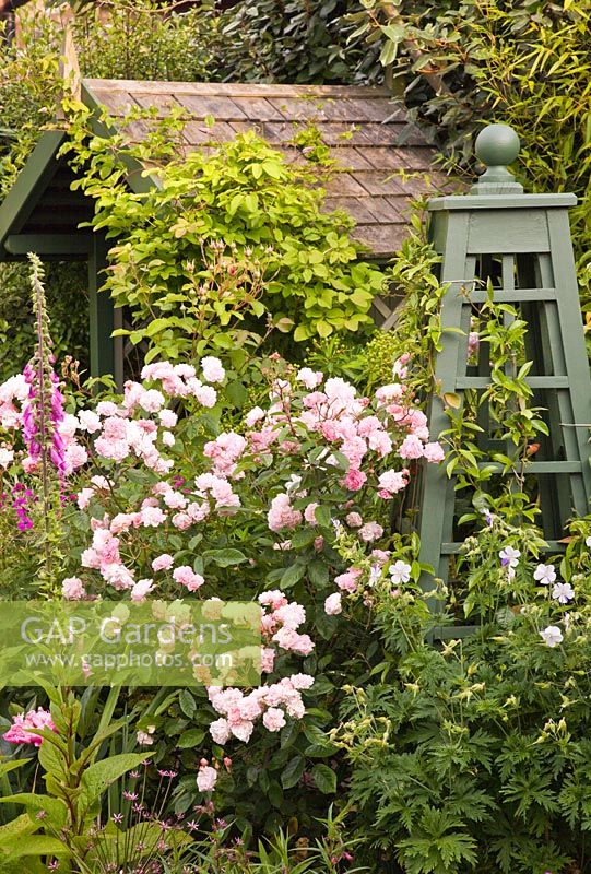 Parterre de fleurs rose avec Rosa 'Cornelia' dans un jardin de banlieue assez isolé - High Trees, Longton, Stoke-on-Trent, Staffordshire, NGS