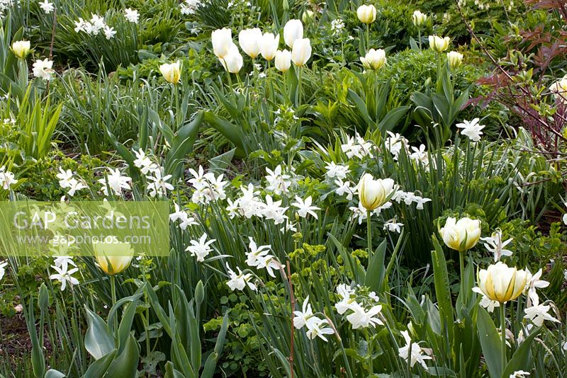 Tulipa 'Empereur exotique', Narcissus triandrus 'Thalia' et Tulipa favoriseriana 'Purissima'