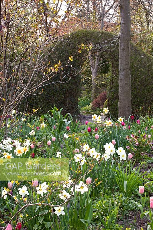 Parterre de printemps de Narcissus triandrus 'Thalia', Tulipa 'Jan Reus', Tulipa 'Ronaldo', Tulipa 'Beauty Queen' et Tulipa 'Peach Blossom'
