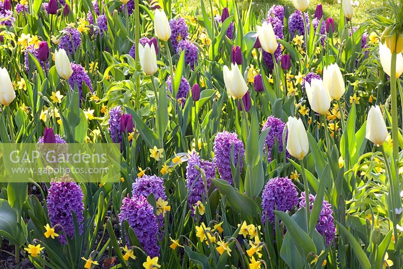 Parterre de printemps coloré de Narcisse 'Tete a Tete', Hyacinthus 'Purple Voice', Tulipa 'Purple Prince', Tulipa Favoriana 'White Emperor'