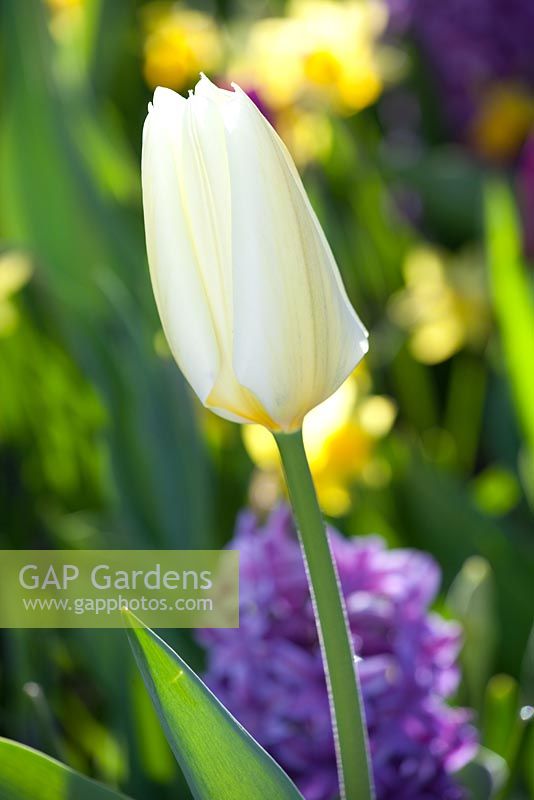 Tulipa favoriseriana 'empereur blanc '