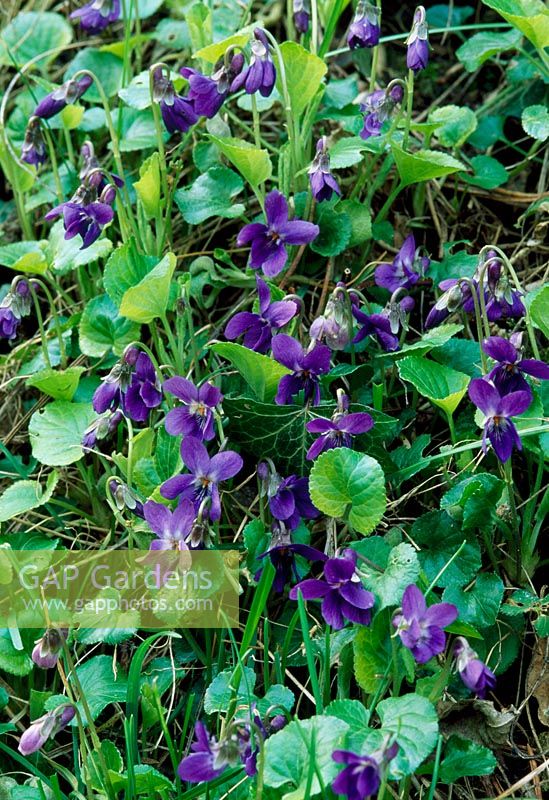 Viola odorata - Violettes