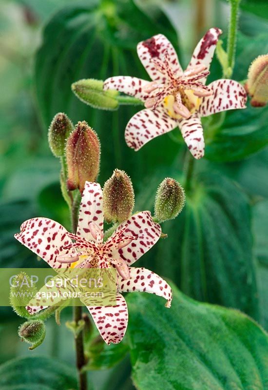 Tricyrtis formosana Stolonifera Group - Crapaud Lily