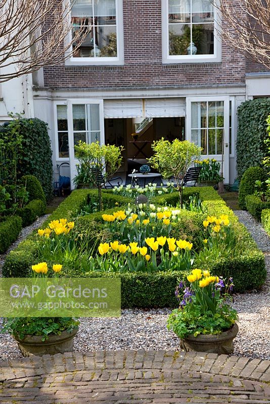 Jardin formel urbain au printemps avec Buxus tondu - Boîte parterre plantée de Tulipa 'Yellow Purissima', Tulipa 'Jan Siemerink', Tulipa 'Ivory Floradale'
