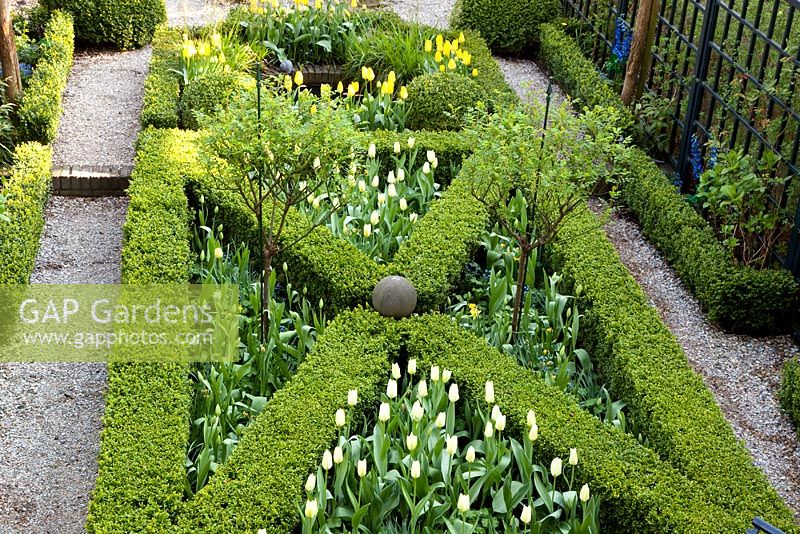 Portrait de jardin formel urbain au printemps avec Buxus coupé - Boîte parterre planté de Tulipa 'Yellow Purissima', Tulipa 'Jan Siemerink', Tulipa 'Ivory Floradale'