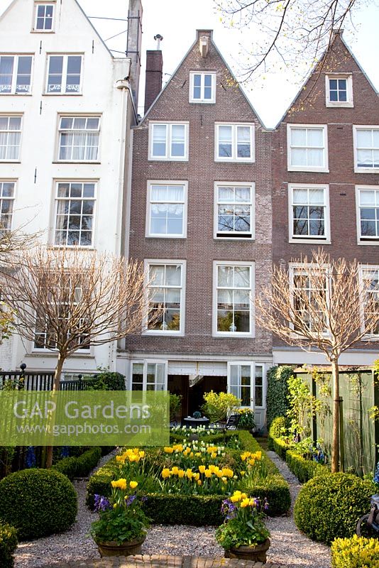 Jardin formel urbain au printemps avec Buxus coupé - Boîte parterre plantée de Tulipa 'Yellow Purissima', Tulipa 'Jan Siemerink', Tulipa 'Ivory Floradale' - Amsterdam, Pays-Bas