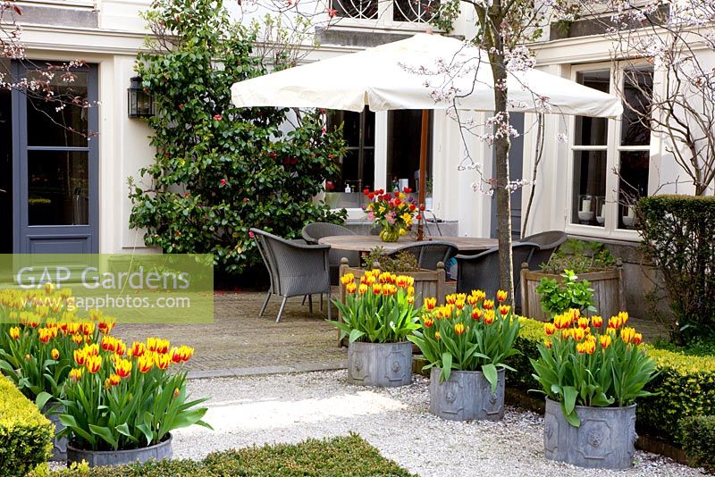 Tulipa 'Mickey Mouse' dans des pots en plomb à côté de la terrasse