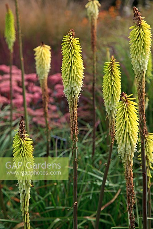 Kniphofia 'La fierté de Percy'