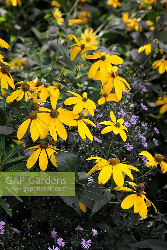 Rudbeckia laciniata 'Herbstonne' avec Aster 'Little Carlow' en septembre