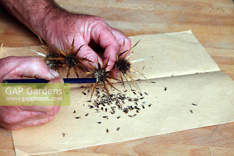 Collecte des graines d'Eryngium bourgatii - Utilisation d'un crayon pour extraire les graines des têtes épineuses