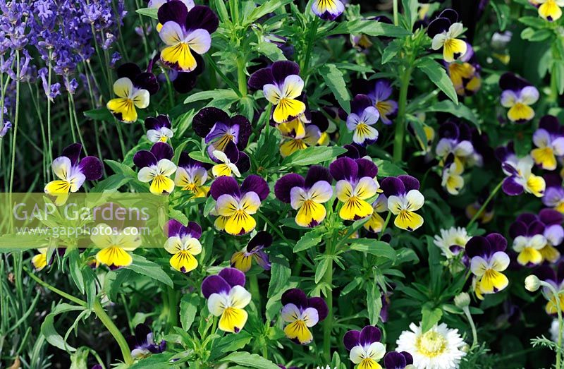 Viola tricolor - Pensée sauvage Heartsease