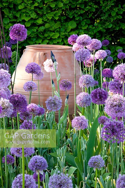 Allium 'Purple Sensation' et Allium giganteum