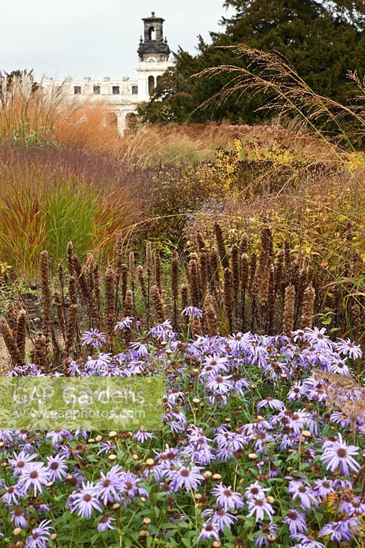 Nouvelle zone de plantation de plantes vivaces et de graminées conçue par Piet Oudolf - Trentham Gardens, Staffordshire, octobre