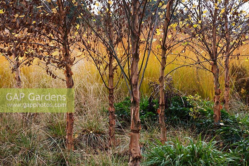 Betula nigra sous-plantée de Deschampsia cespitosa, Molinia caerulea 'Heidebraut' et Molinia caerulea 'Edith Dudszus' dans la rivière des Graminées, conçue par Piet Oudolf - Trentham Gardens, Staffordshire, octobre