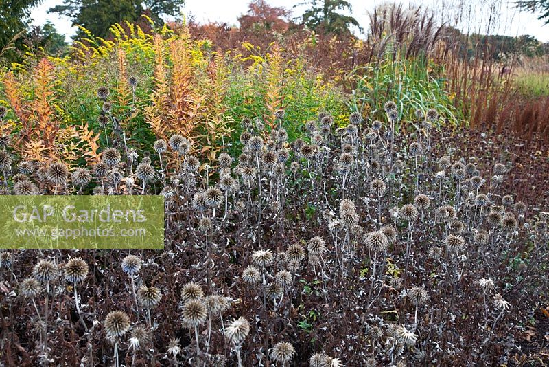 Nouvelle zone de vivaces et de graminées, dont Echinops, conçue par Piet Oudolf - Trentham Gardens, Staffordshire, octobre
