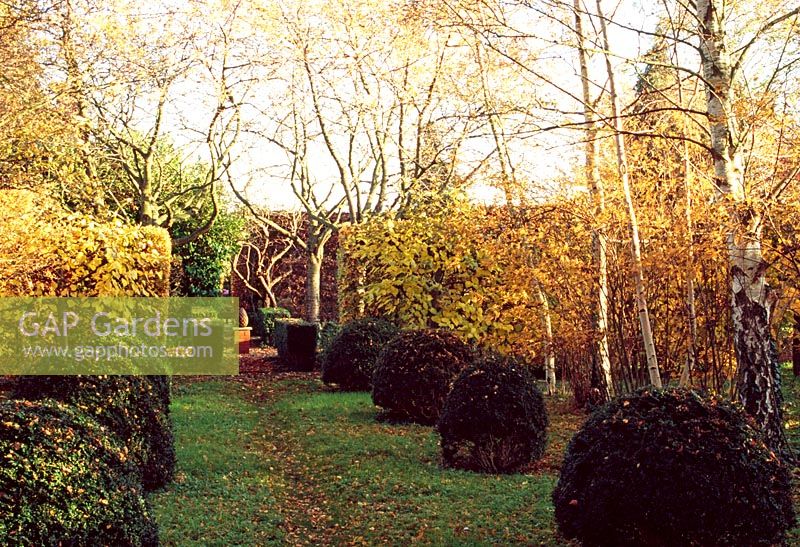Jardin à la française en automne avec des boules topiaires soutenues par Fagus - Haie de hêtres et arbres à feuilles caduques