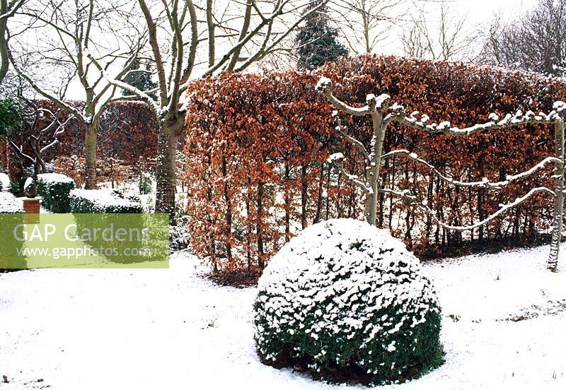Arbres formés, boules topiaires et Fagus - Haie de hêtres dans un jardin à la française en hiver