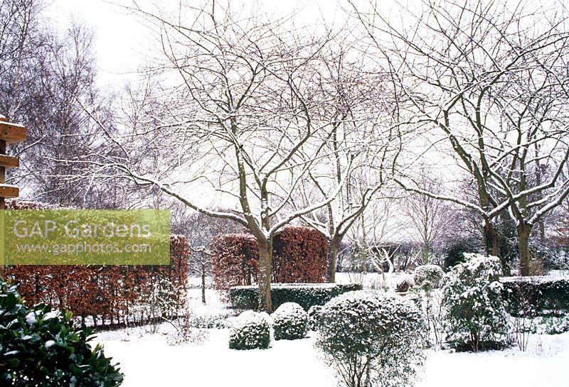 Jardin à la française en hiver avec topiaire couvert de neige et Fagus - Haie de hêtres