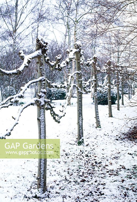 Tilleuls blanchis formant une limite dans le jardin d'hiver