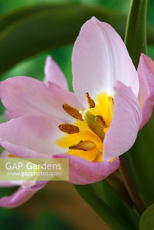 Tulipa saxatilis 'Lilac Wonder' - Tulipe du Groupe Bakeri, avril