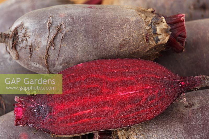 Beta vulgaris 'Cylindra' - Betterave rouge, racines lavées et coupées, août