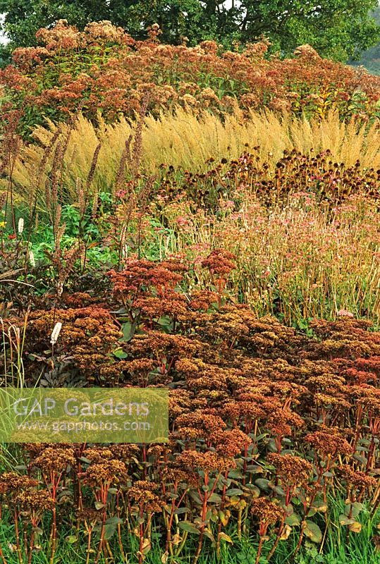 Calamagrostis brachytricha, Eupatorium atropurpureum, têtes de graines de Sedum, Astrantia, Echinacea - Pensthorpe Millenium Garden, Norfolk, automne