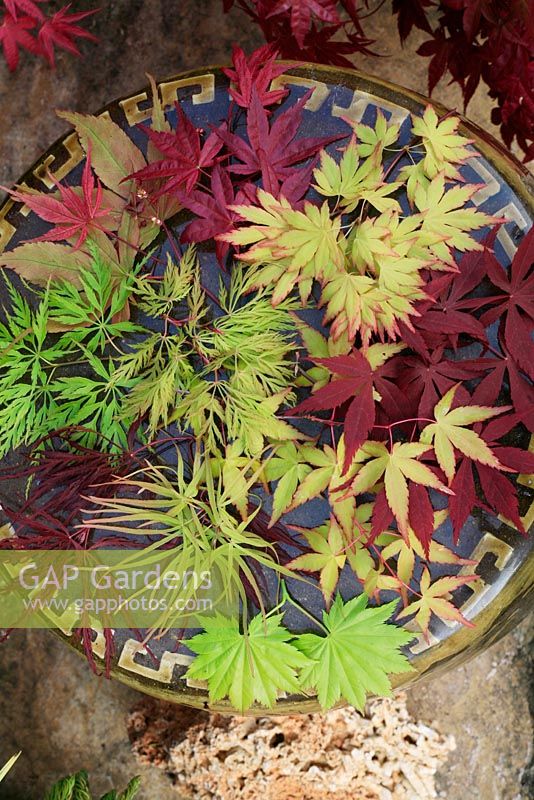 Sélection d'érable japonais montrant la variation de la forme et de la couleur des feuilles. Acer palmatum 'Ueno-jama', 'Orange Dream', 'Kinshi', 'Seiryu', 'Crimson Queen', 'Shindeshojo', 'Atropurpureum', 'Osakazuki' et Acer shirasawanum 'Aureum'