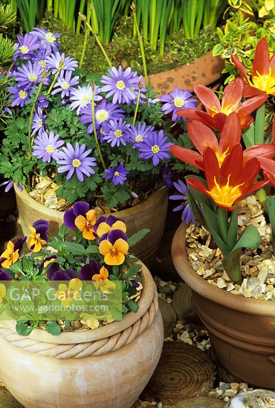 Bulbes de printemps nains et altos dans des pots en terre cuite. Tulipa 'Scarlet Baby' avec anémone blanda bleue calée avec des brindilles de cornouiller jaune et alto 'Royal Sovereign'