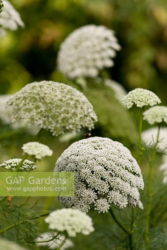 Ammi visnaga 'Le Géant'