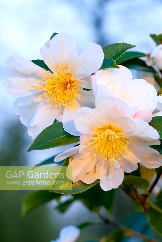 Camellia sasanqua 'Narumigata' - Fleur de thé de montagne, floraison en décembre