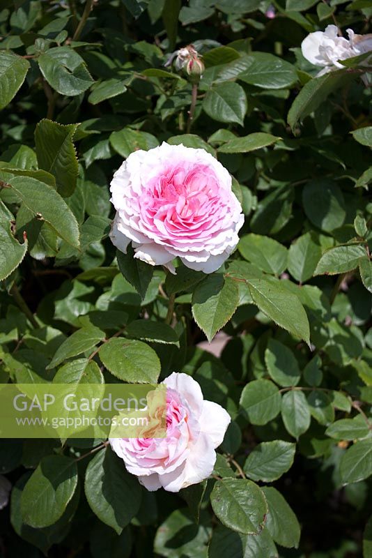 Rosa 'James Galway'