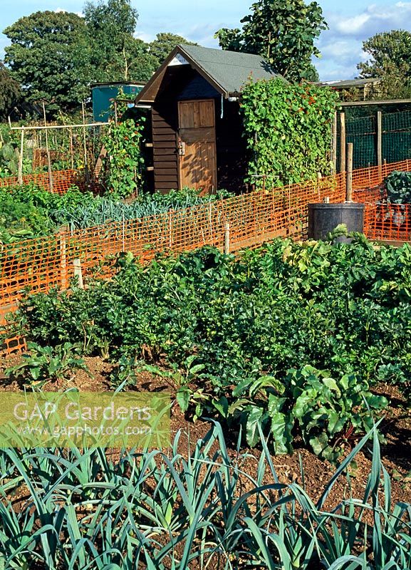 Poireaux, betteraves, panais et haricots verts avec brise-vent et abri sur parcelle