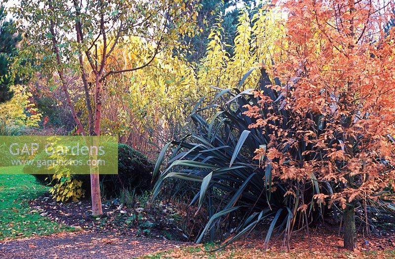 Parterre d'automne à BlueBell Arboretum en novembre - Betula albosinensis 'Chinese Garden', Phormium tenax 'Atropurpureum', Flax Lily et Metasequoia glyptostroboides 'Gold Rush'