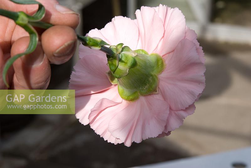 Montrant Dianthus - En regardant le dessous d'une fleur de Dianthus pour voir si les pétales se chevauchent