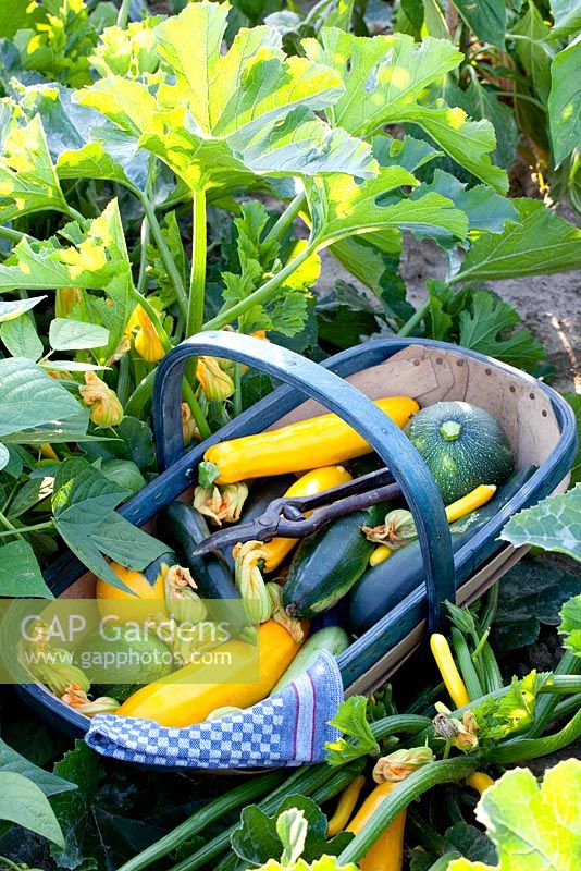 Courgettes en bois trug - 'Astia', 'Gold Rush', 'Jedida', 'Satelite' et 'Floridor '