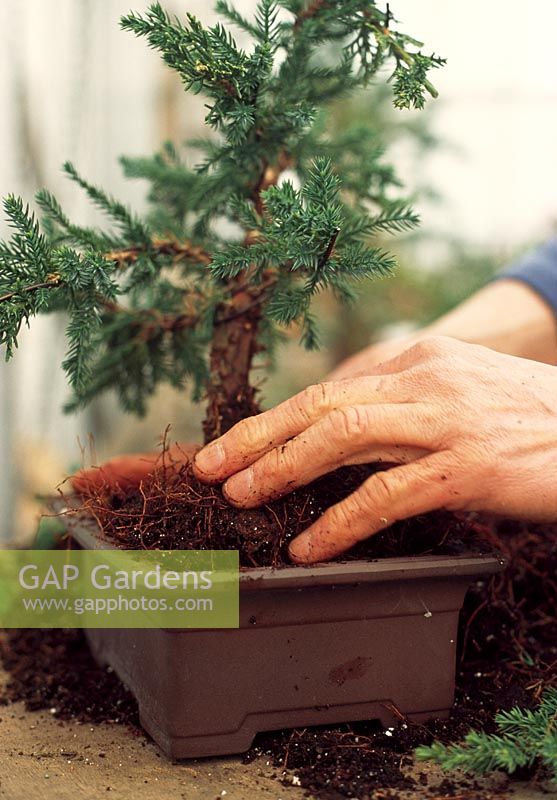 Plantation de bonsaï - Avec son meilleur côté tourné vers l'avant, ancrez l'arbre au pot avec du fil et ajoutez du compost à drainage libre.